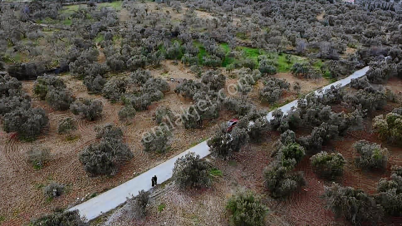 Satılık Zeytinlik İzmir/ Bergama Bozköy Mahallesinde - Görsel 10