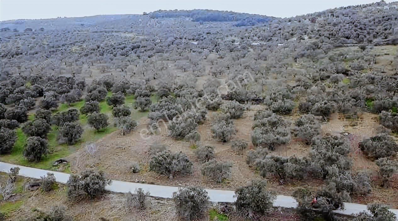 Satılık Zeytinlik İzmir/ Bergama Bozköy Mahallesinde - Görsel 9