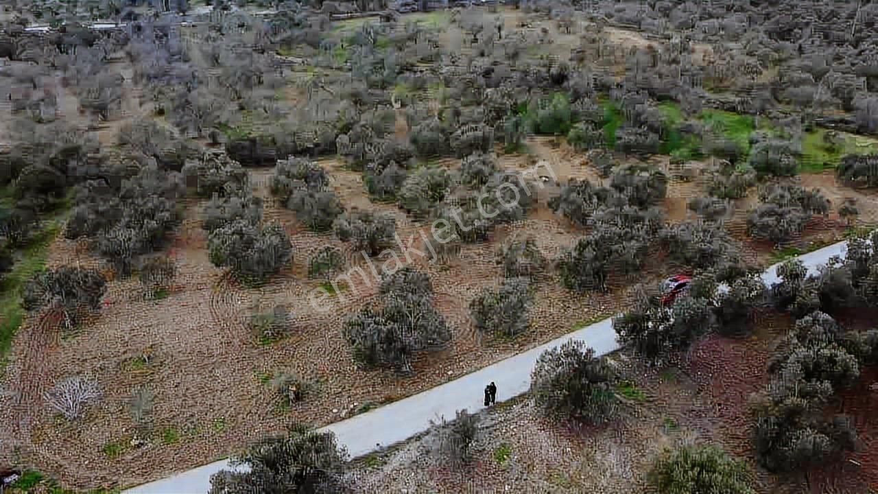 Satılık Zeytinlik İzmir/ Bergama Bozköy Mahallesinde - Görsel 11