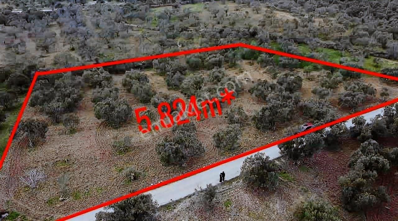 Satılık Zeytinlik İzmir/ Bergama Bozköy Mahallesinde