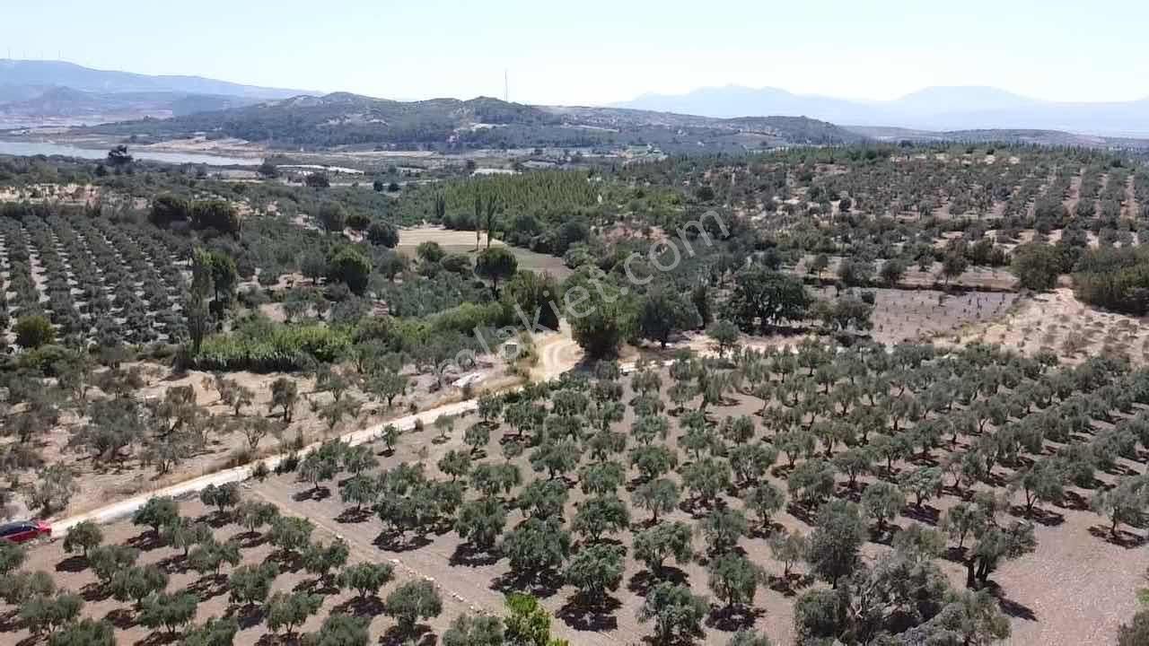 Satılık Zeytinlik - Görsel 13