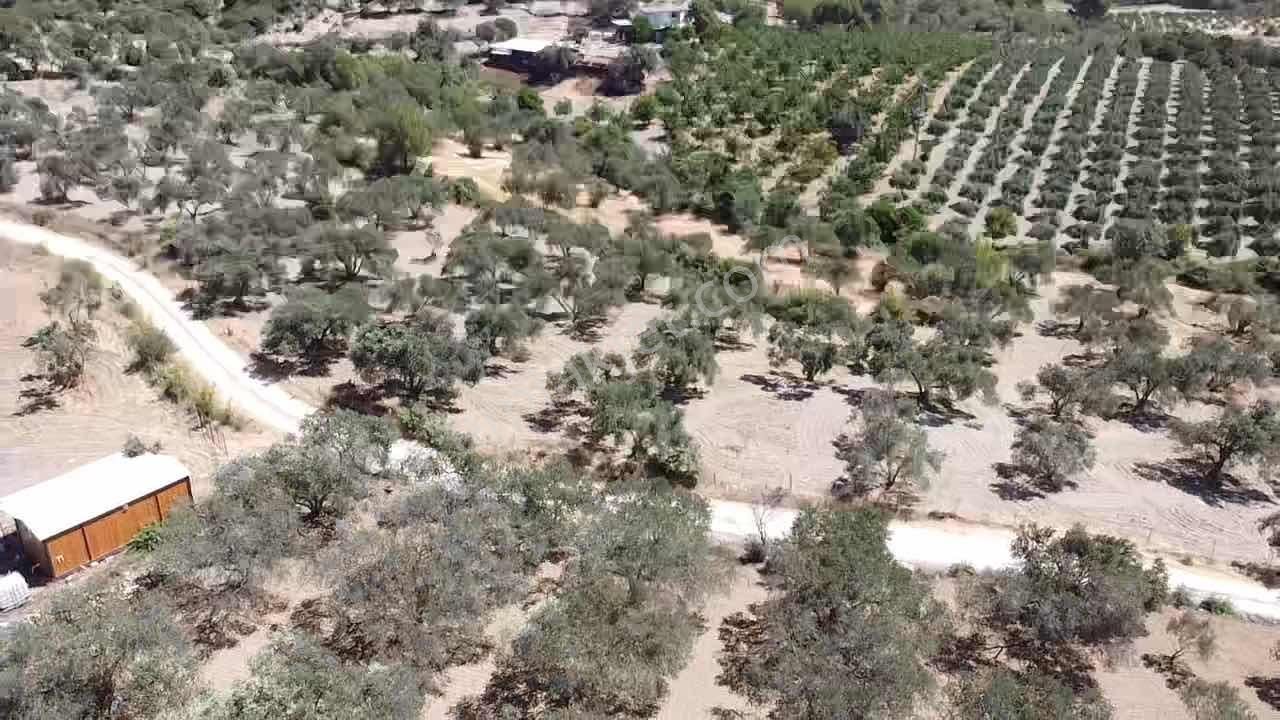 Satılık Zeytinlik - Görsel 21