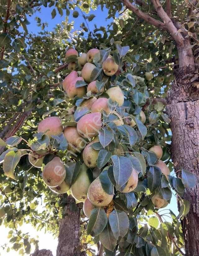Aftonkarahisar Büyük Kalecık Kocatepe De Satılık Arazi - Görsel 17