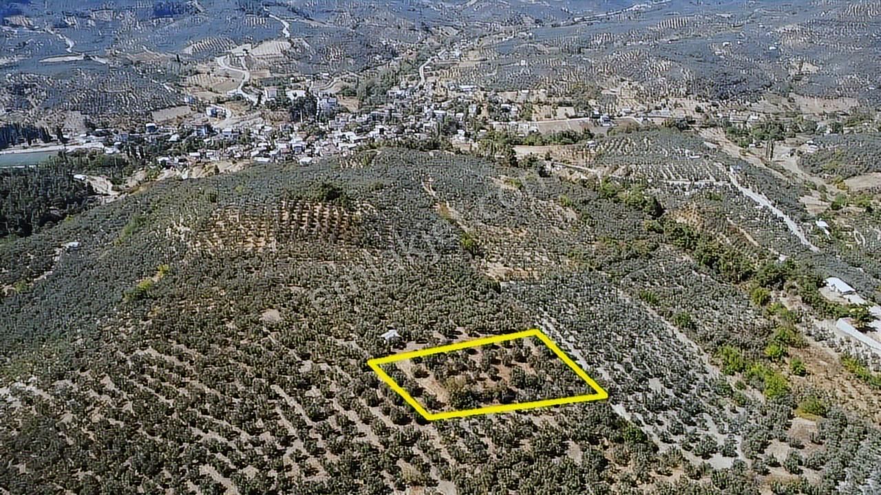 Tırpan Gayrimenkulden 3.000m2 Kupon Zeytinlik Takaslı !! - Görsel 12
