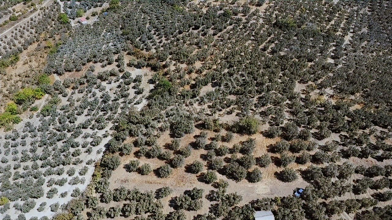 Tırpan Gayrimenkulden 3.000m2 Kupon Zeytinlik Takaslı !! - Görsel 6