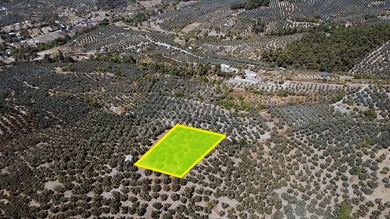 Tırpan Gayrimenkulden 3.000m2 Kupon Zeytinlik Takaslı !! - Görsel 7