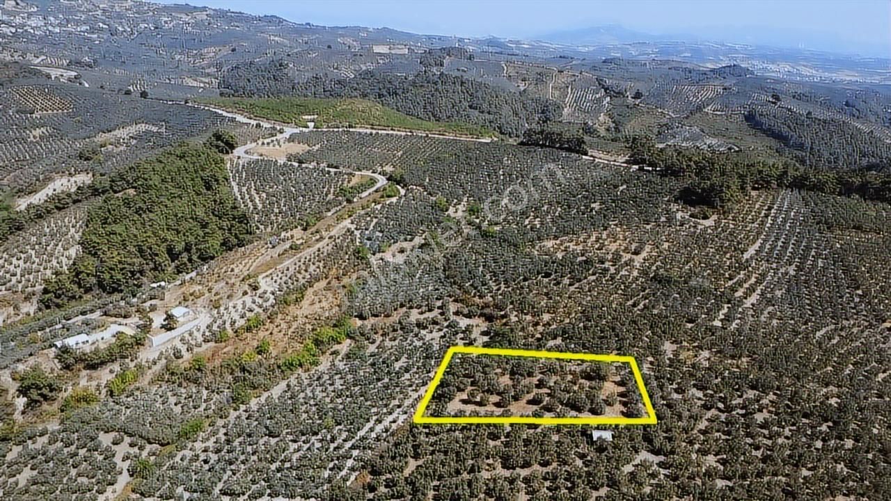 Tırpan Gayrimenkulden 3.000m2 Kupon Zeytinlik Takaslı !! - Görsel 17