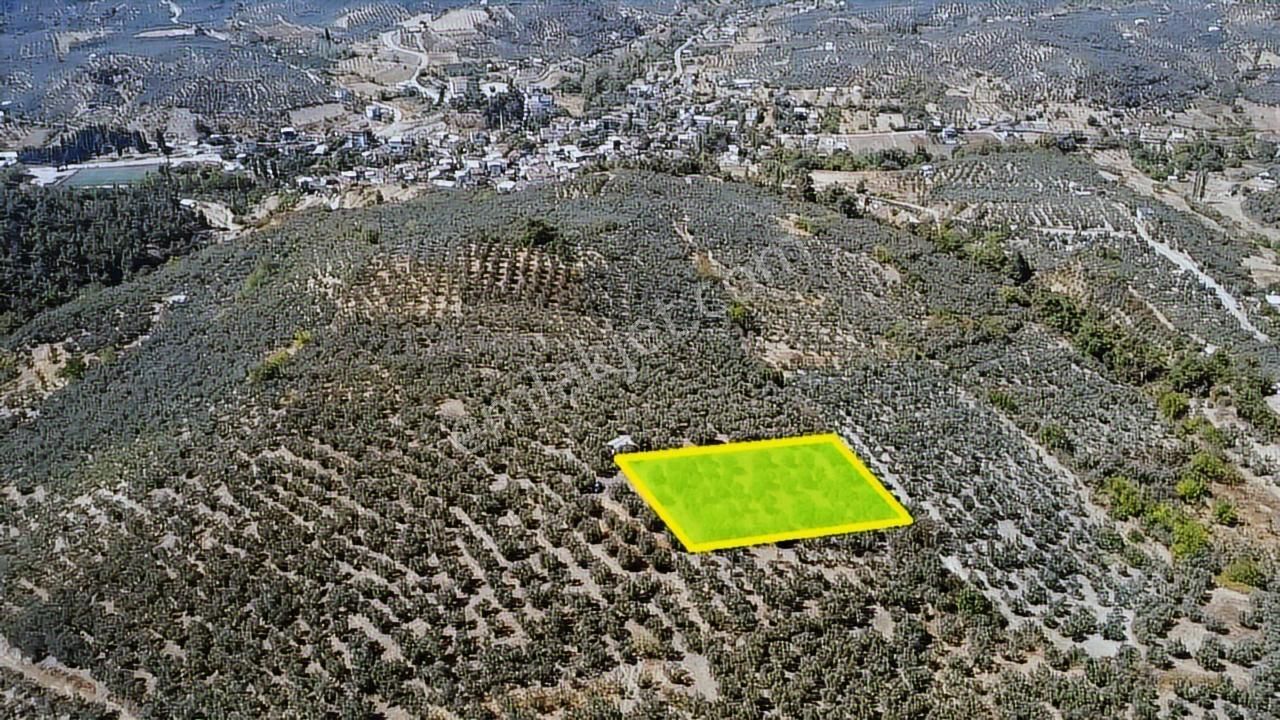Tırpan Gayrimenkulden 3.000m2 Kupon Zeytinlik Takaslı !! - Görsel 4