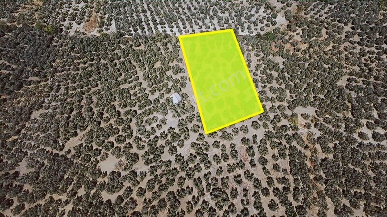 Tırpan Gayrimenkulden 3.000m2 Kupon Zeytinlik Takaslı !!