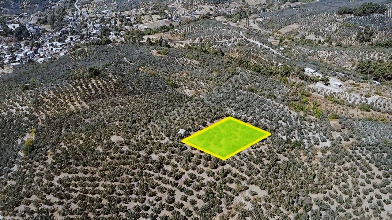 Tırpan Gayrimenkulden 3.000m2 Kupon Zeytinlik Takaslı !! - Görsel 5