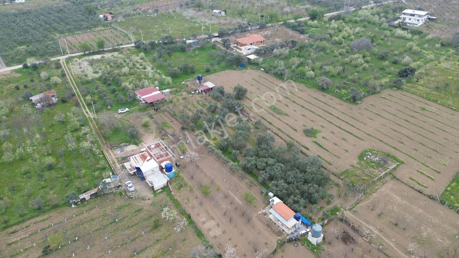 Turyap Bornova'dan Armutlu'da Satılık 2.750 M2 Bahçe Ve Ev - Görsel 14