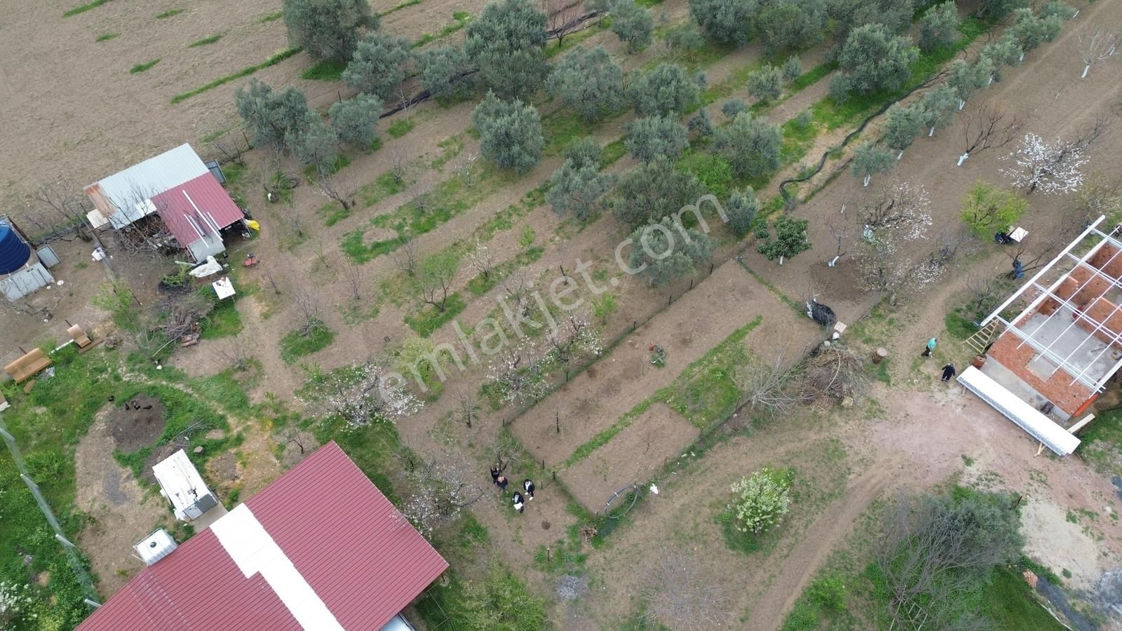 Turyap Bornova'dan Armutlu'da Satılık 2.750 M2 Bahçe Ve Ev - Görsel 3