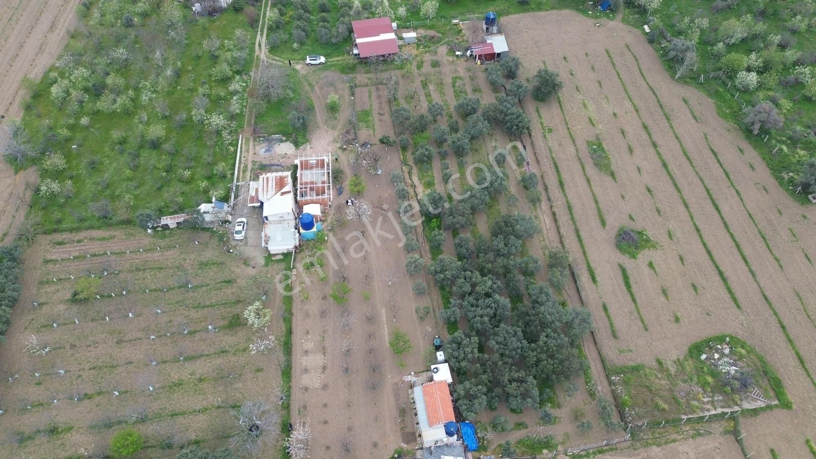 Turyap Bornova'dan Armutlu'da Satılık 2.750 M2 Bahçe Ve Ev - Görsel 4