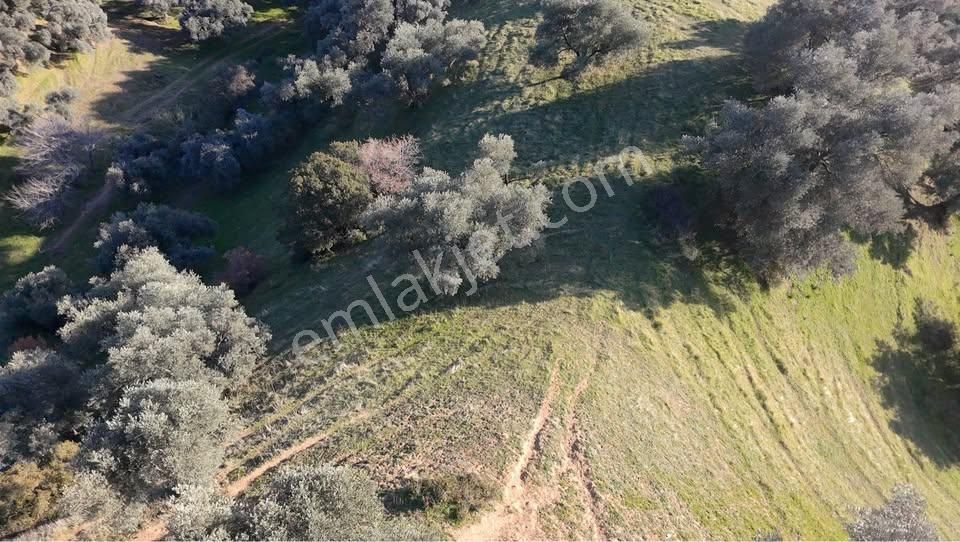 Aydın / Nazilli – Pınarbaşı Mahallesi Hasköy Mevkiinde Satılık Zeytinlik - Görsel 8