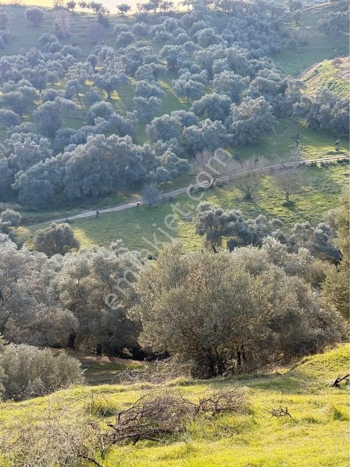 Aydın / Nazilli – Pınarbaşı Mahallesi Hasköy Mevkiinde Satılık Zeytinlik - Görsel 3