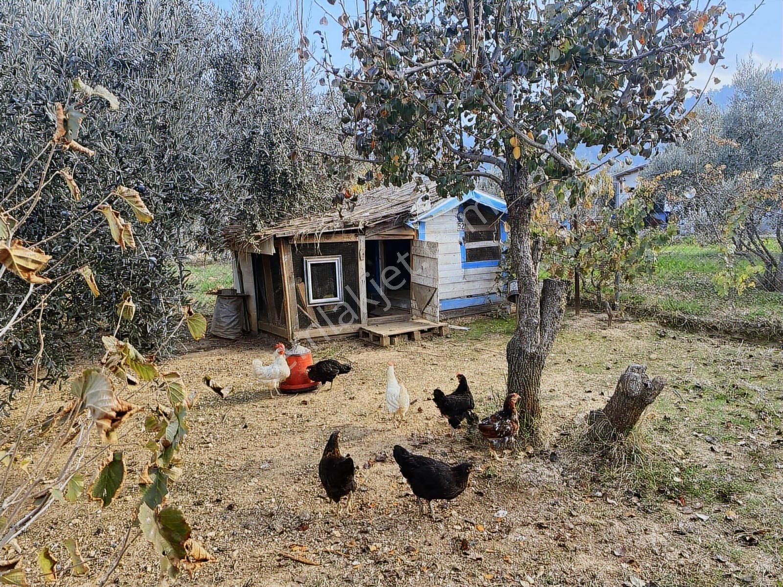 İzmir Kemalpaşa Armutlu 85 . Yıl Mahallesi Satılık Bağ.bahçe - Görsel 23