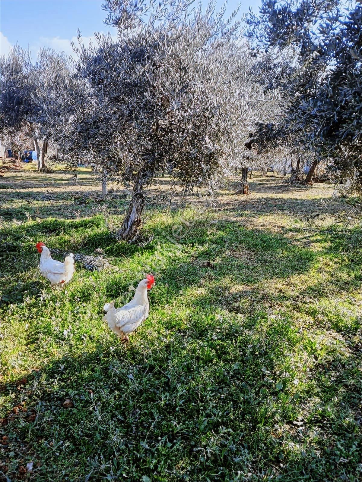 İzmir Kemalpaşa Armutlu 85 . Yıl Mahallesi Satılık Bağ.bahçe - Görsel 31