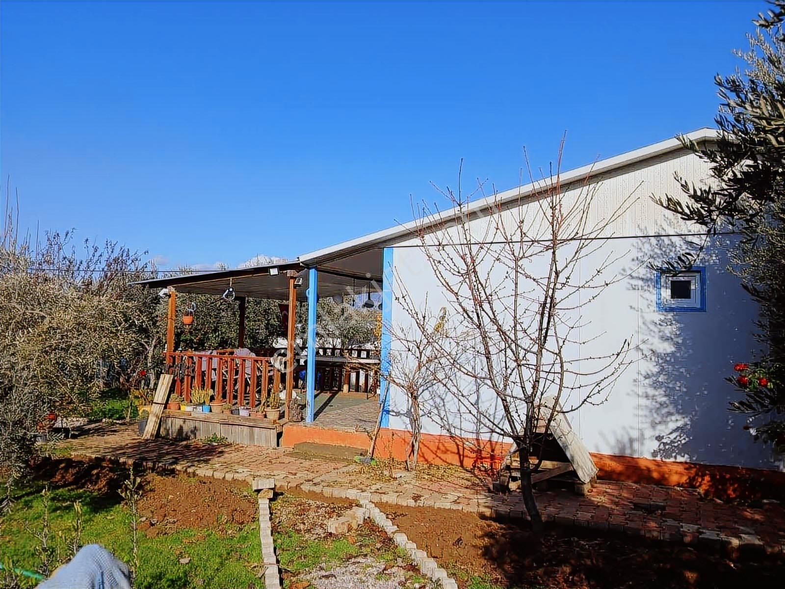 İzmir Kemalpaşa Armutlu 85 . Yıl Mahallesi Satılık Bağ.bahçe - Görsel 20