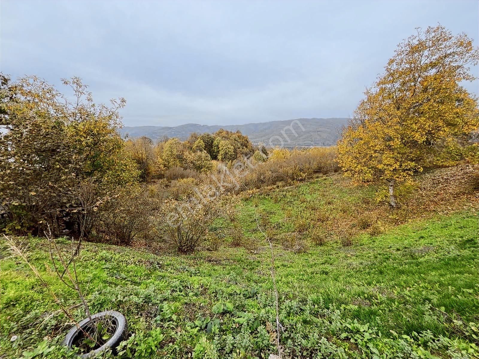 Ruşen Aydın Gyd'dan Kaynaşlı D.y.hasanbey Köyünde Satılık Arazi - Görsel 24
