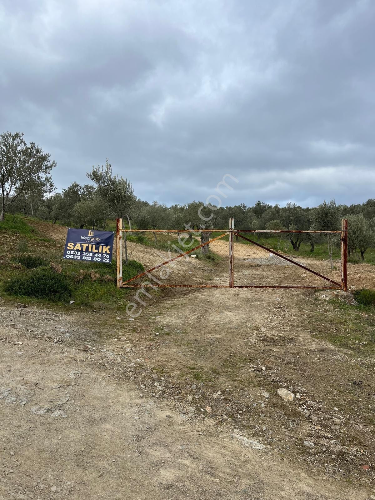 Edremit’te 3 Parsel Satılık Zeytinlik - Görsel 3