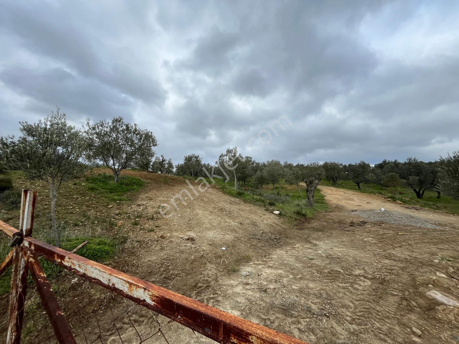 Edremit’te 3 Parsel Satılık Zeytinlik