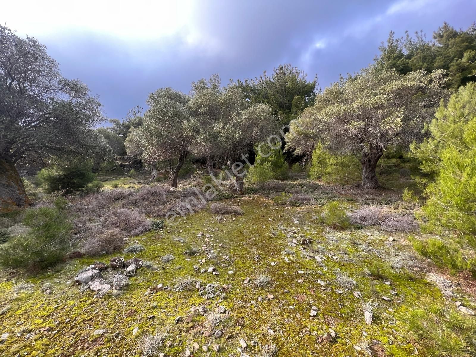 İmroz Emlak'tan Şirinköye Yakın 2.697 M2 Zeytinlik - Görsel 23