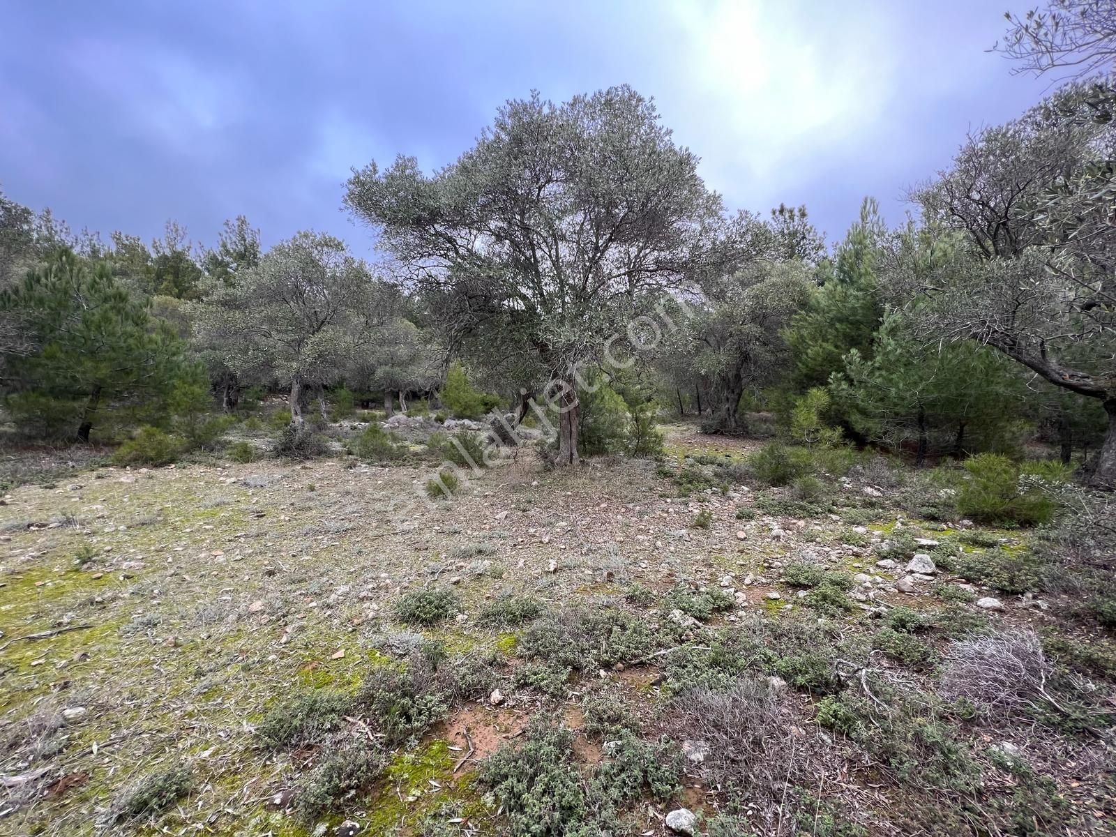 İmroz Emlak'tan Şirinköye Yakın 2.697 M2 Zeytinlik - Görsel 4
