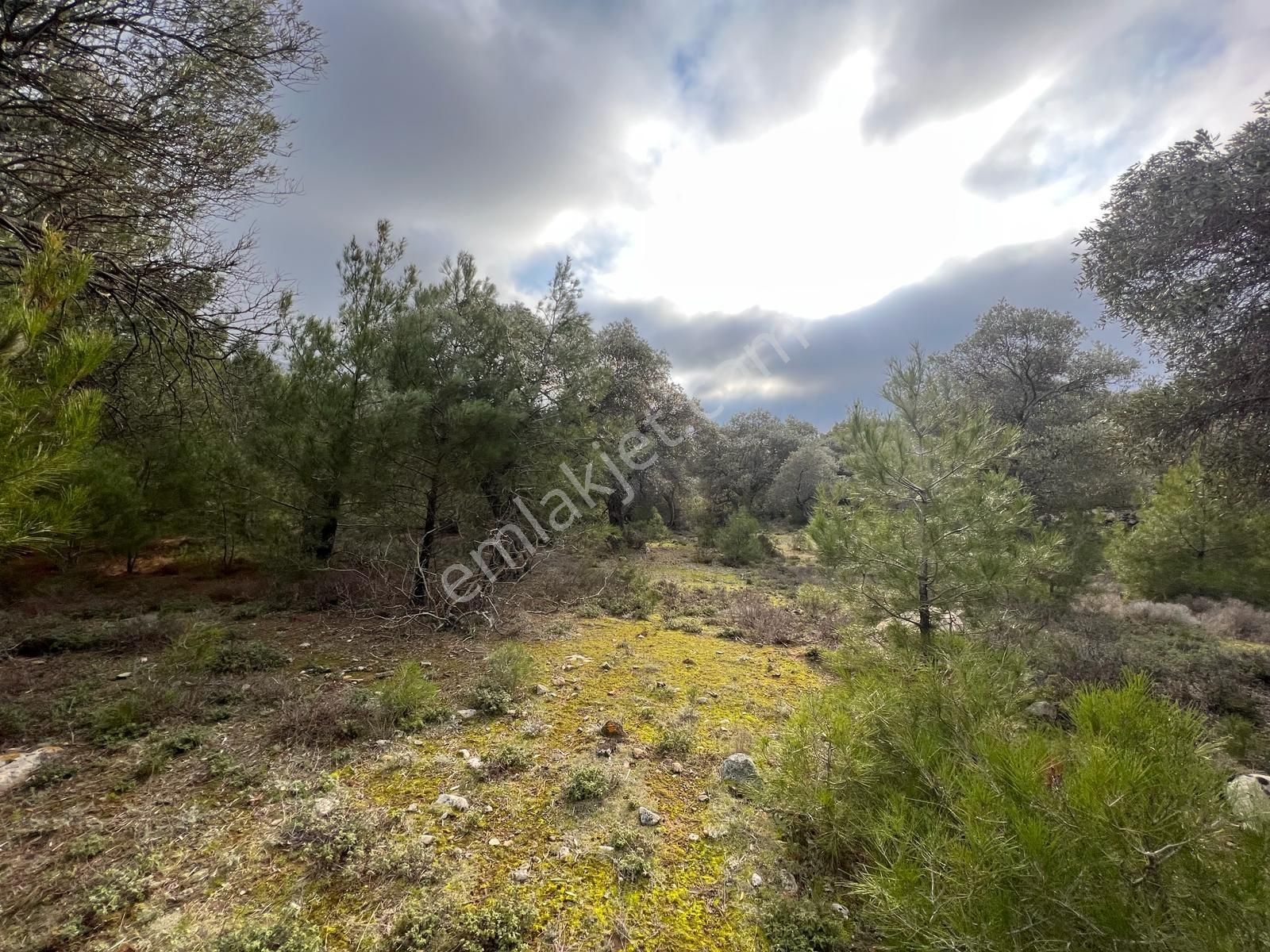 İmroz Emlak'tan Şirinköye Yakın 2.697 M2 Zeytinlik - Görsel 2