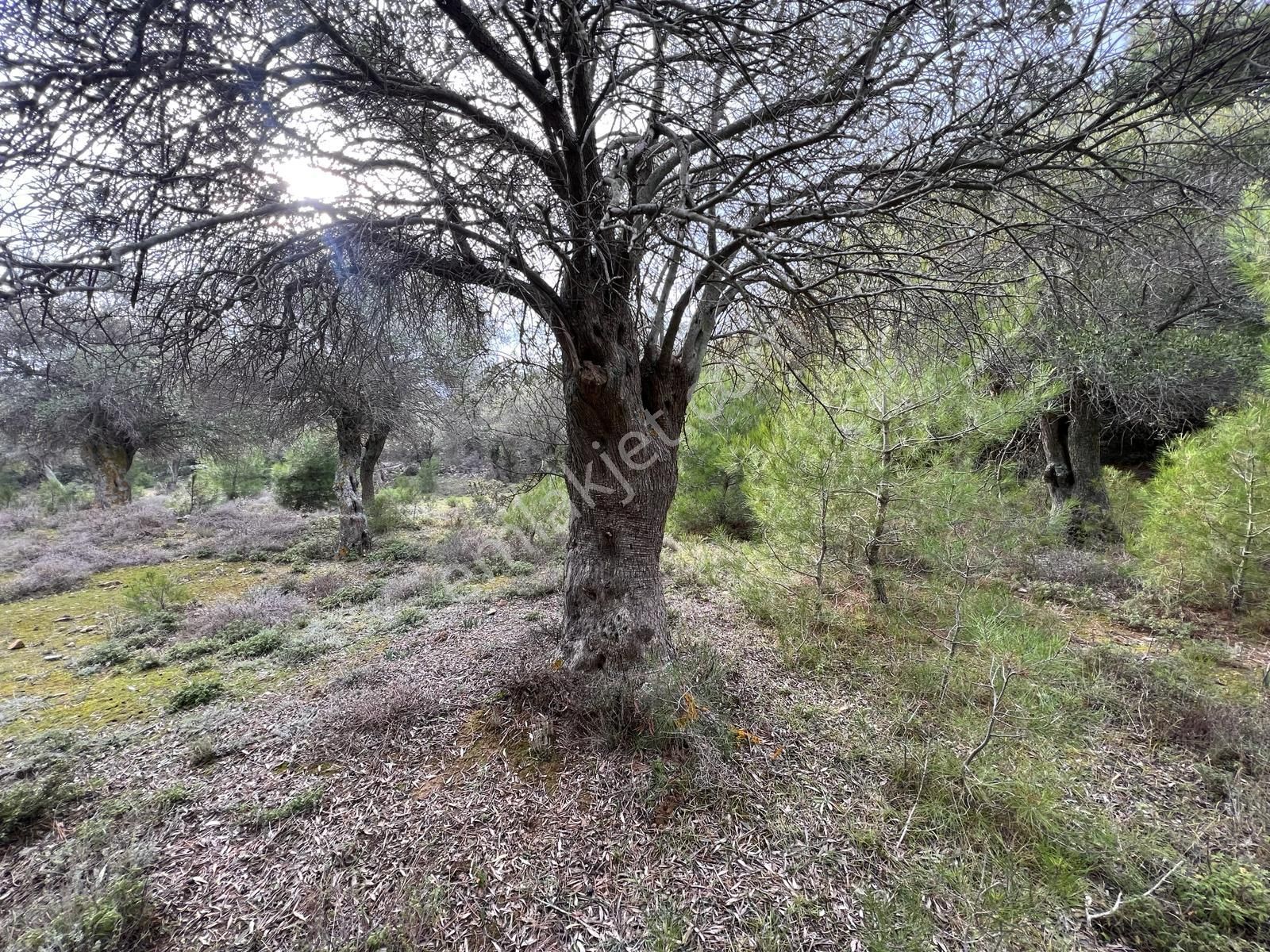 İmroz Emlak'tan Şirinköye Yakın 2.697 M2 Zeytinlik - Görsel 22