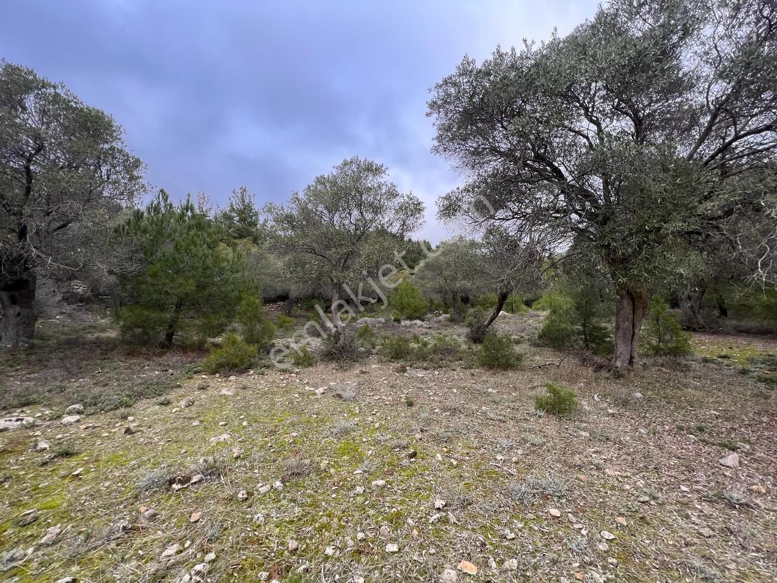 İmroz Emlak'tan Şirinköye Yakın 2.697 M2 Zeytinlik - Görsel 6