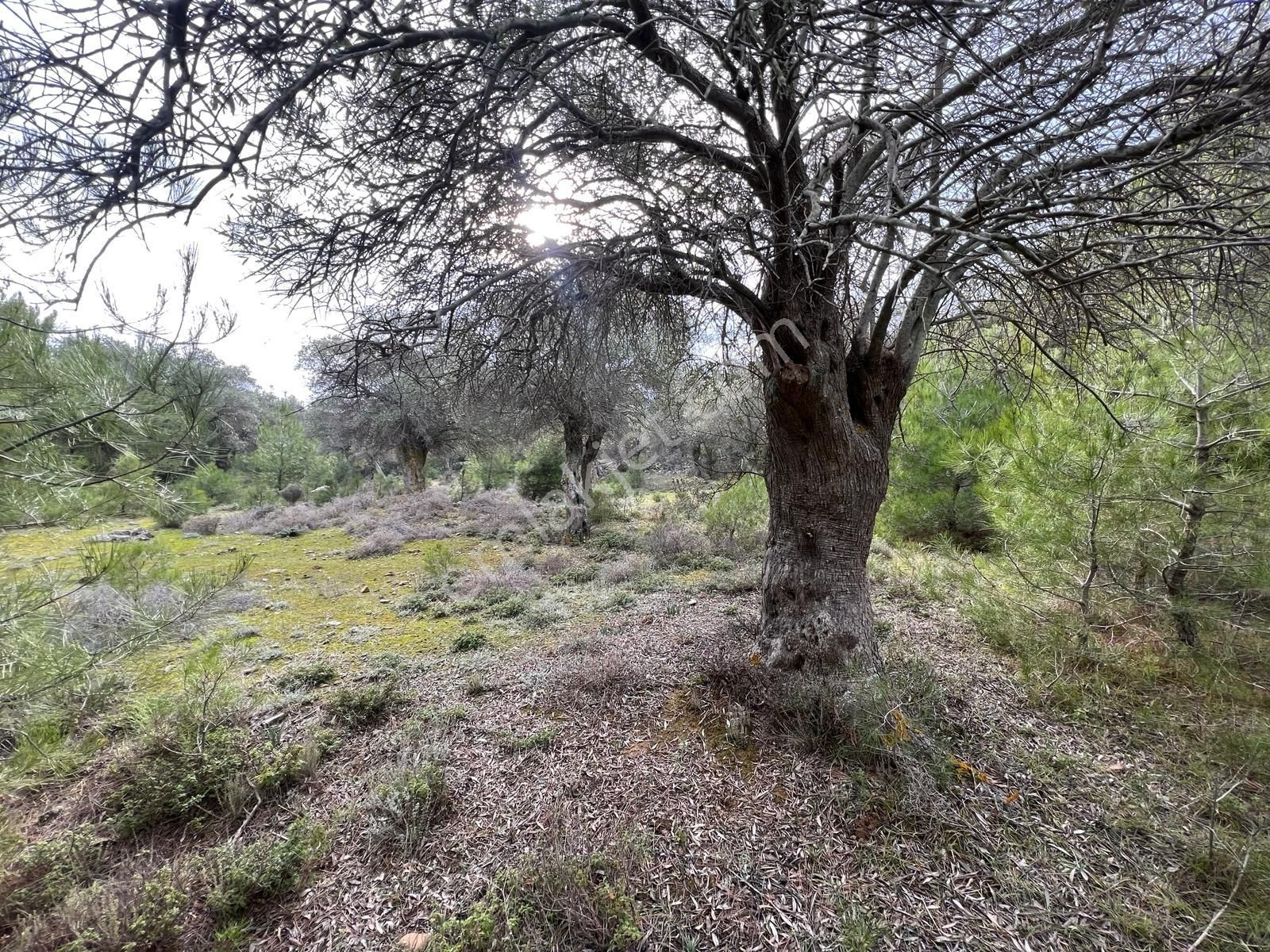 İmroz Emlak'tan Şirinköye Yakın 2.697 M2 Zeytinlik - Görsel 9