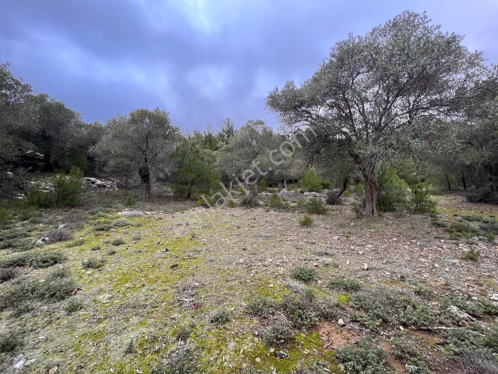 İmroz Emlak'tan Şirinköye Yakın 2.697 M2 Zeytinlik