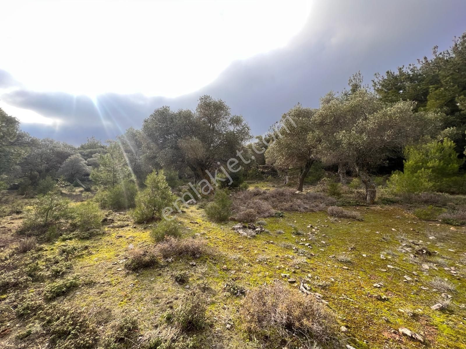 İmroz Emlak'tan Şirinköye Yakın 2.697 M2 Zeytinlik - Görsel 18