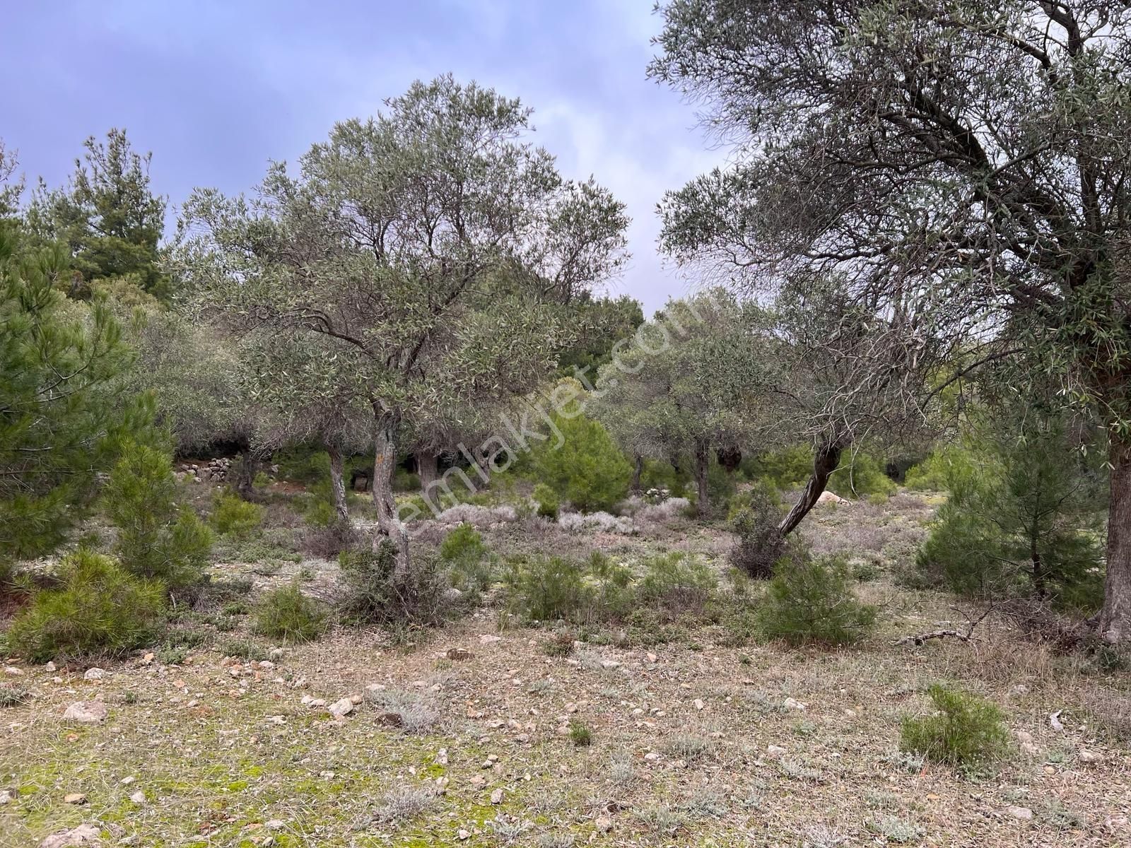 İmroz Emlak'tan Şirinköye Yakın 2.697 M2 Zeytinlik - Görsel 5