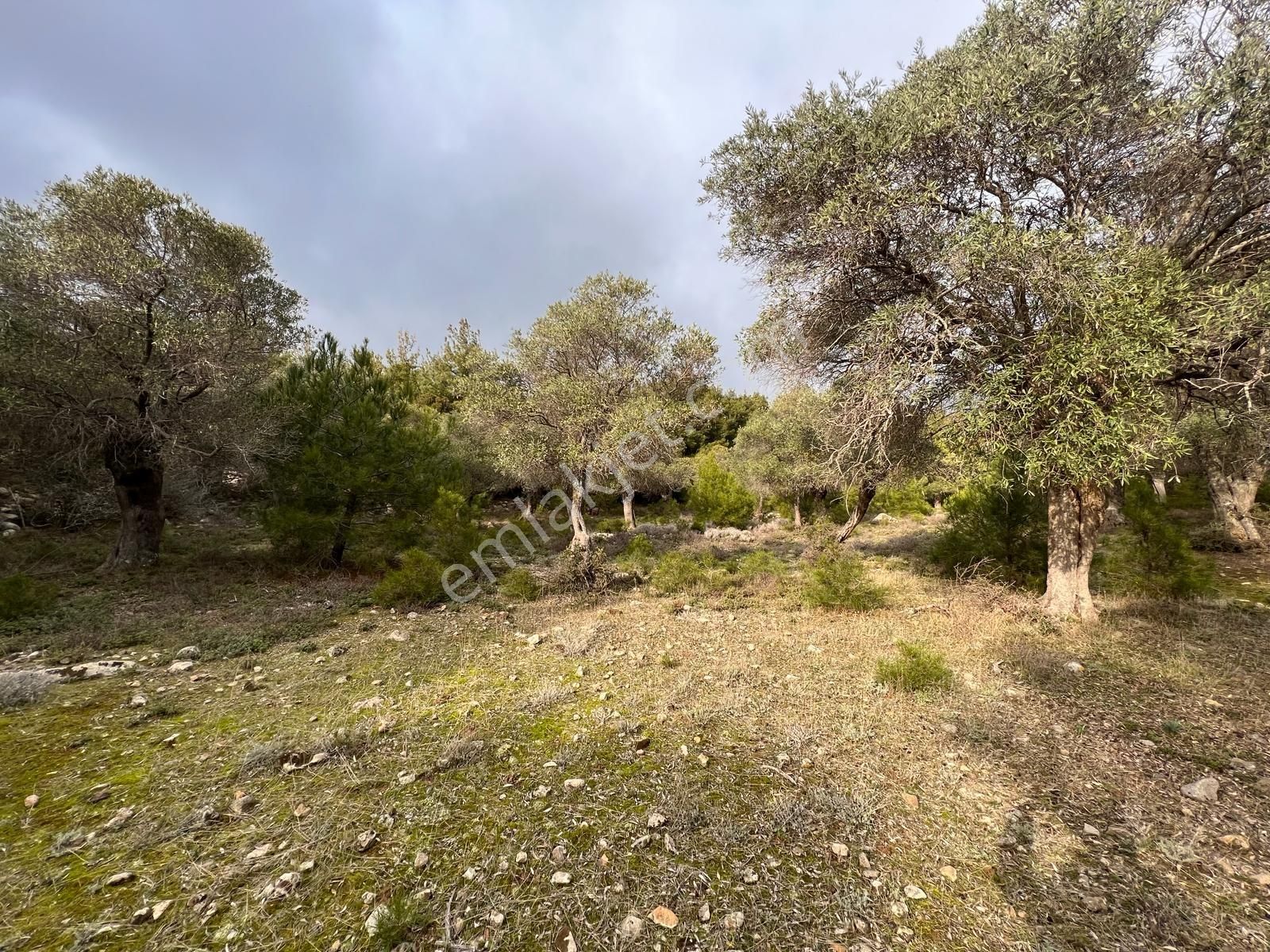 İmroz Emlak'tan Şirinköye Yakın 2.697 M2 Zeytinlik - Görsel 10