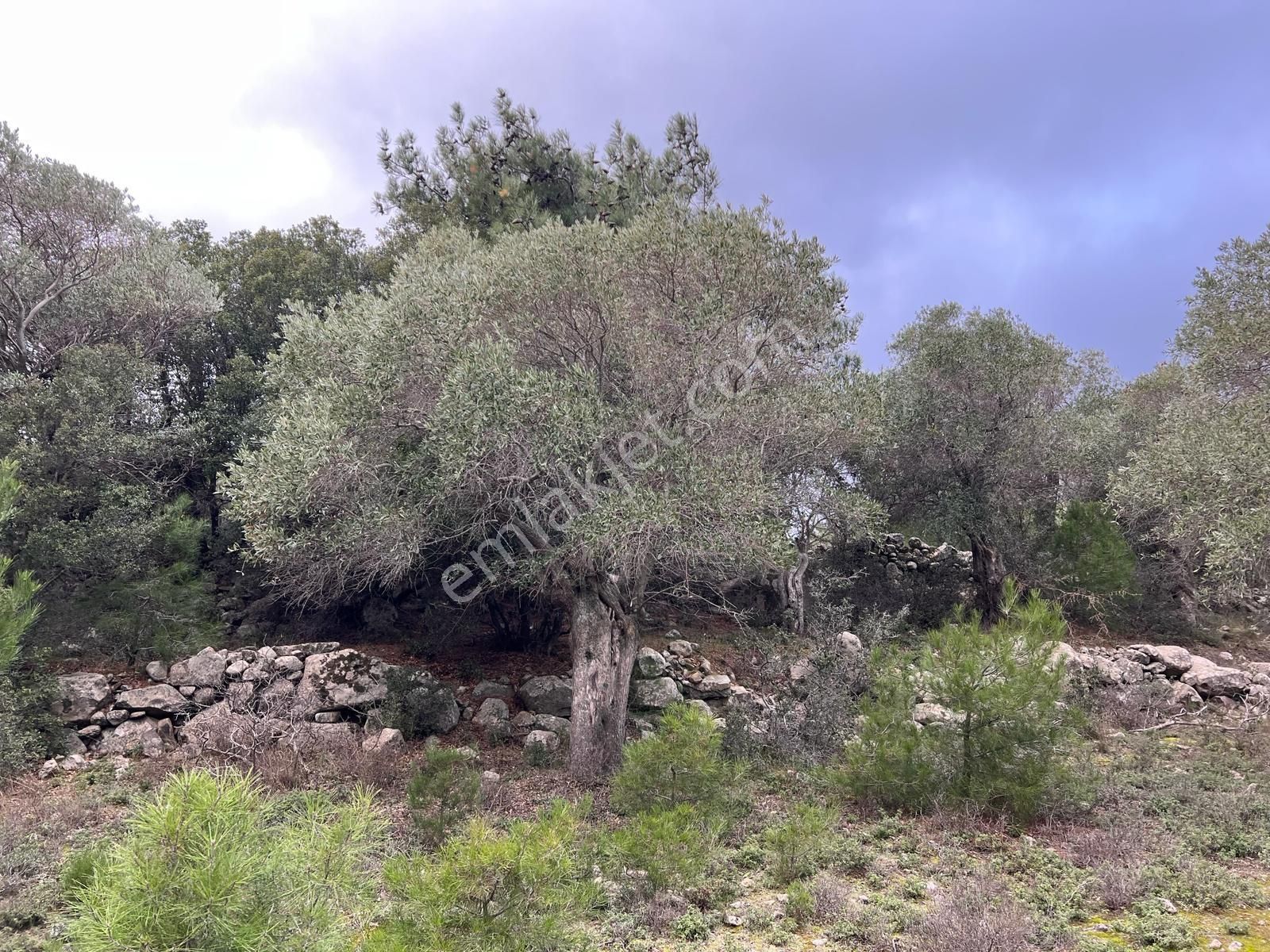 İmroz Emlak'tan Şirinköye Yakın 2.697 M2 Zeytinlik - Görsel 16