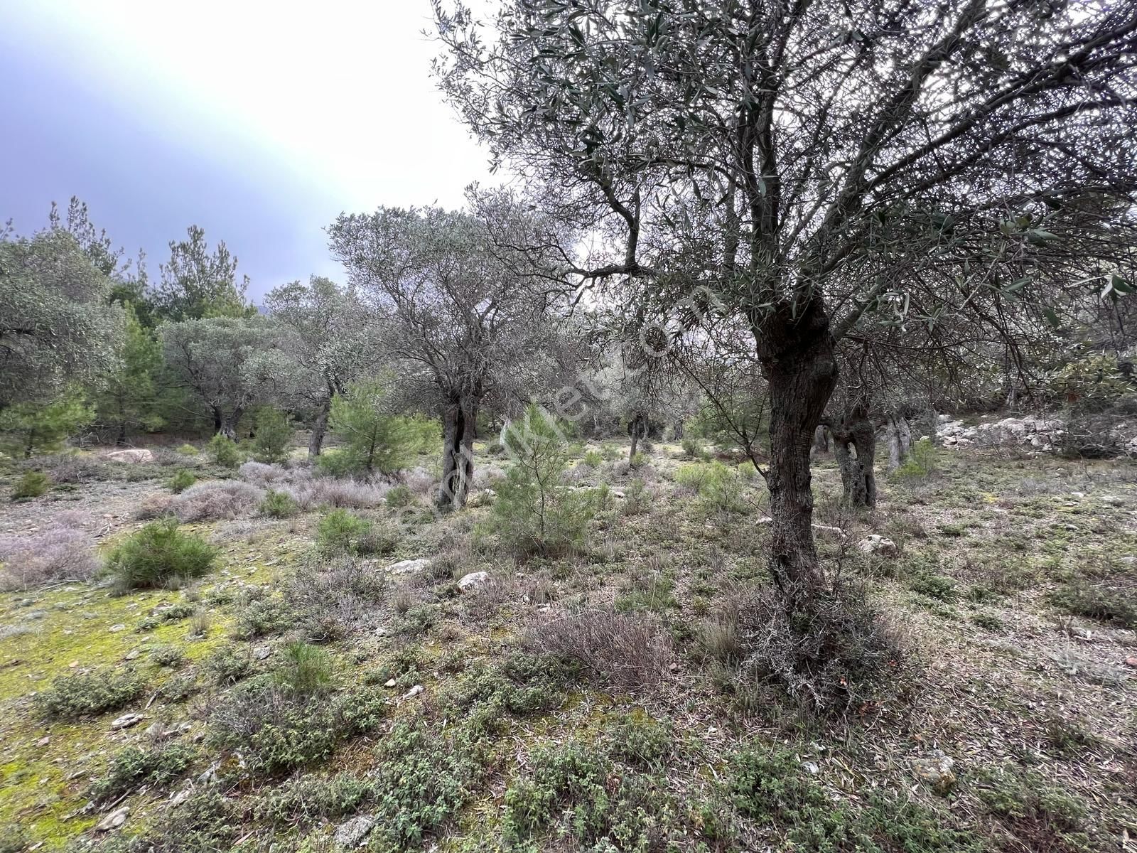 İmroz Emlak'tan Şirinköye Yakın 2.697 M2 Zeytinlik - Görsel 20