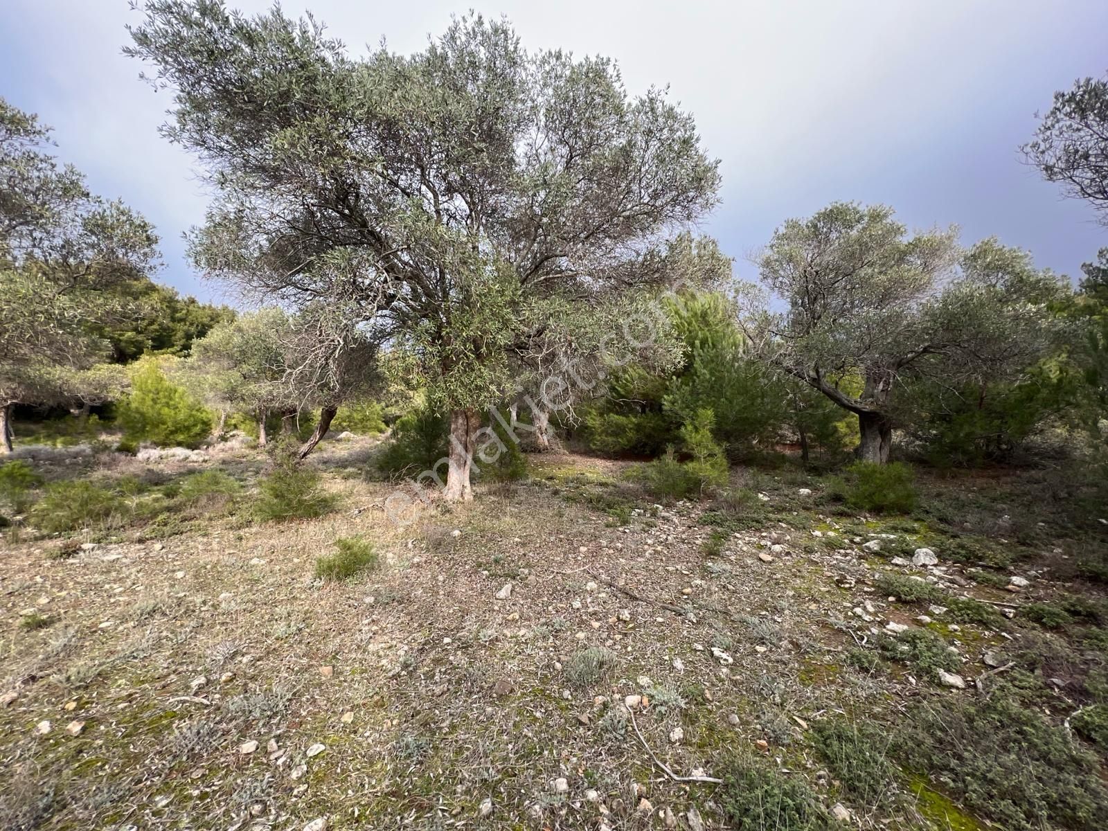 İmroz Emlak'tan Şirinköye Yakın 2.697 M2 Zeytinlik - Görsel 11