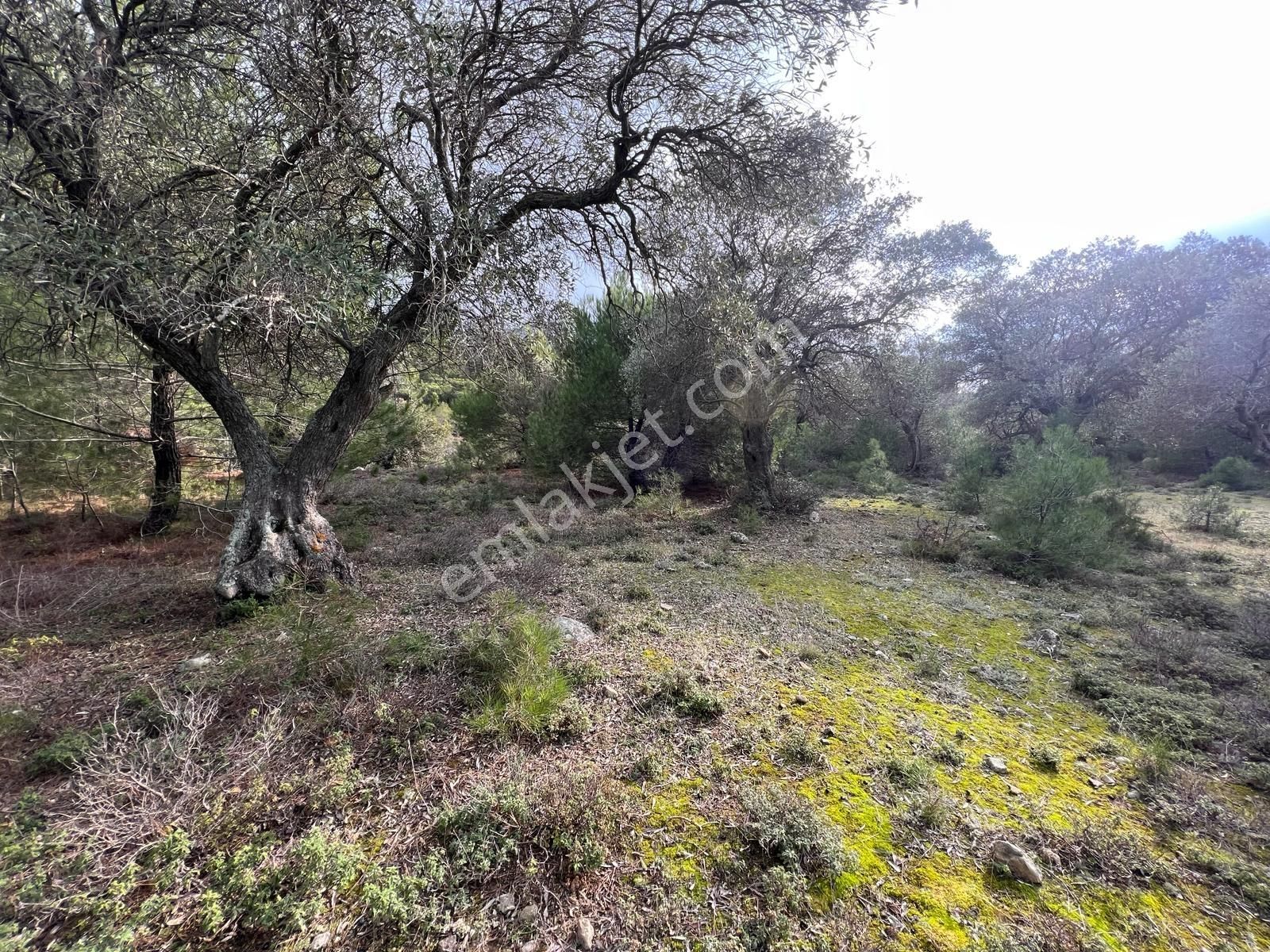 İmroz Emlak'tan Şirinköye Yakın 2.697 M2 Zeytinlik - Görsel 8