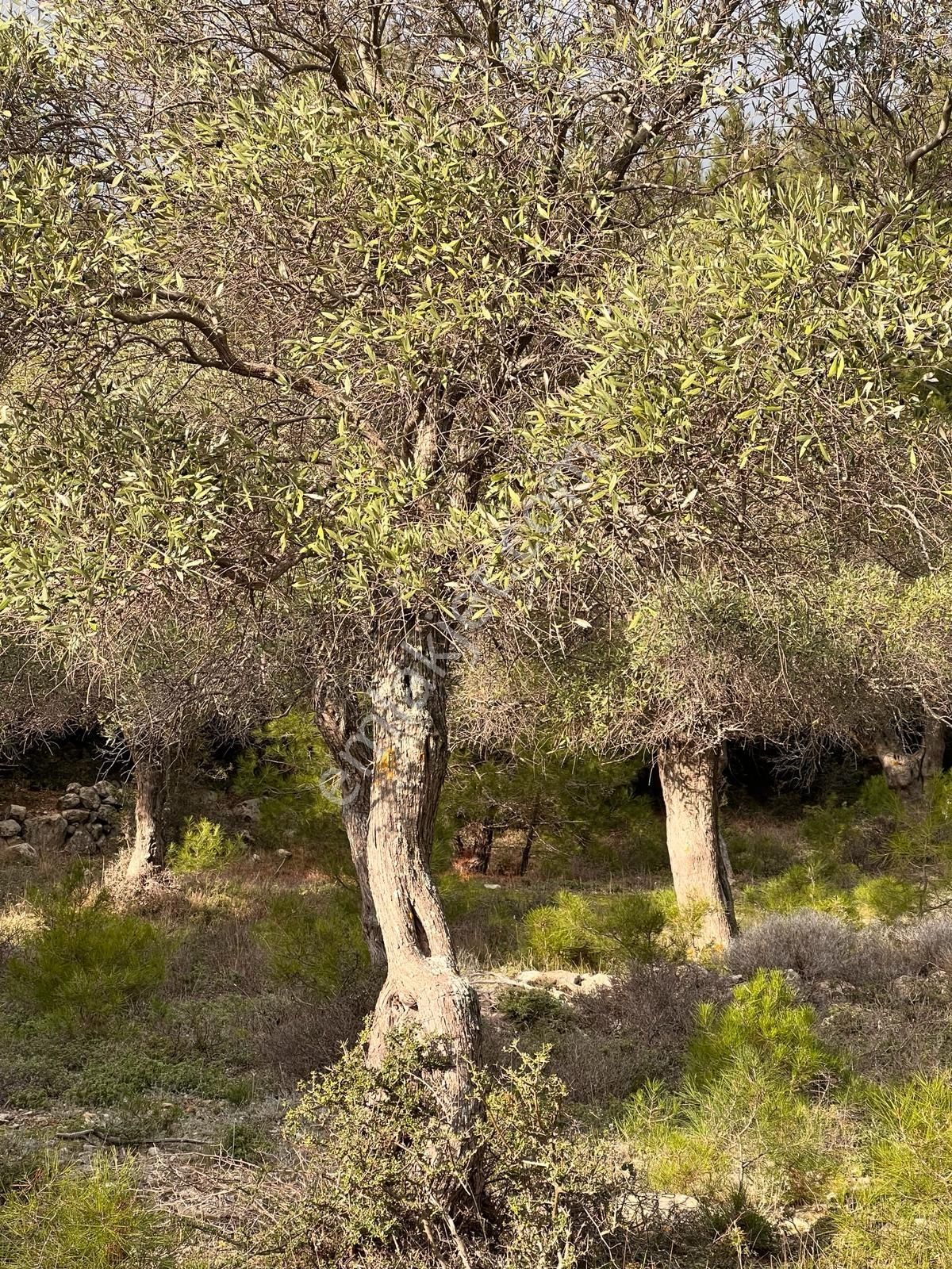İmroz Emlak'tan Şirinköye Yakın 2.697 M2 Zeytinlik - Görsel 19