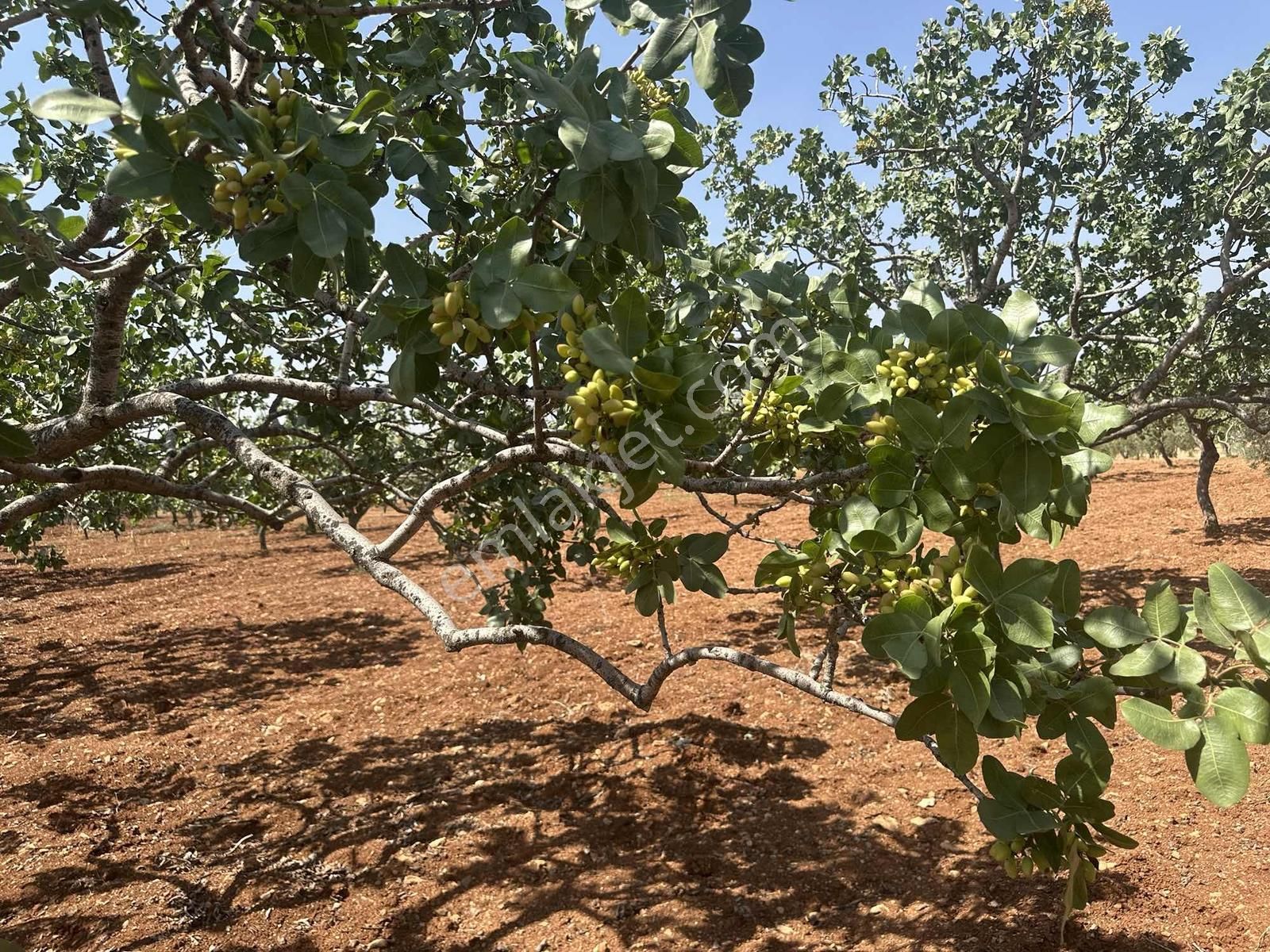 Zeytinlide Bağrvlerinin İçinde Fıstık Ve Zeytin Bahçesi - Görsel 14
