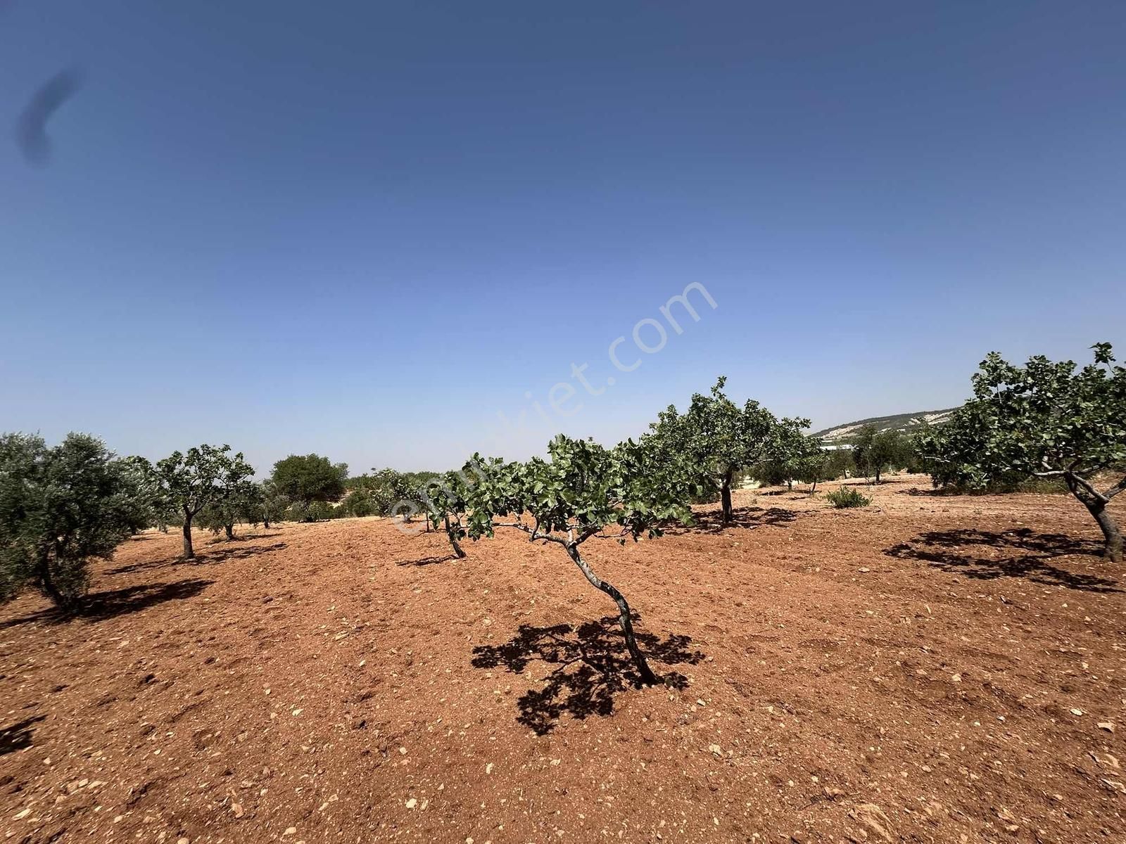 Zeytinlide Bağrvlerinin İçinde Fıstık Ve Zeytin Bahçesi - Görsel 17