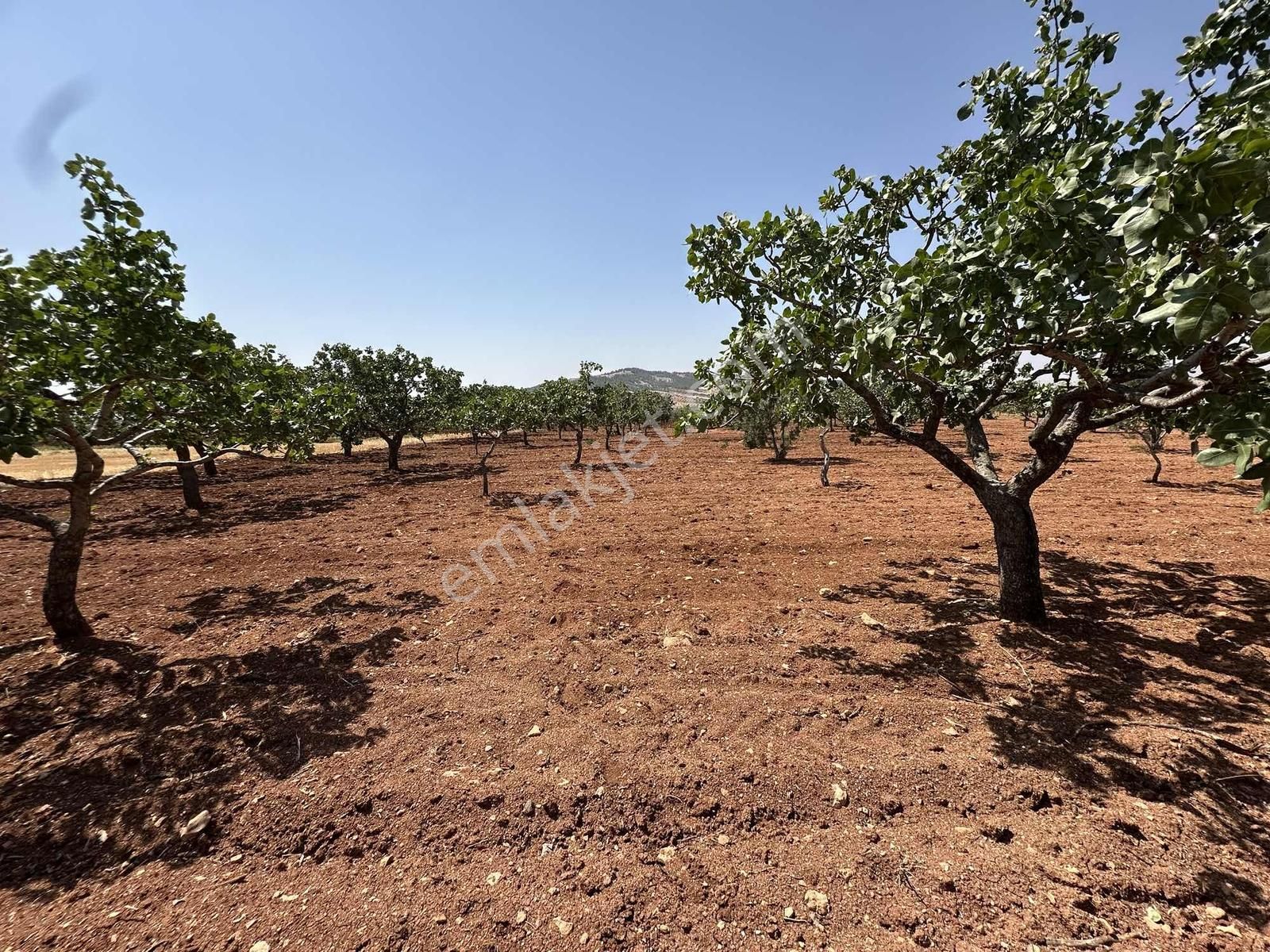 Zeytinlide Bağrvlerinin İçinde Fıstık Ve Zeytin Bahçesi - Görsel 18