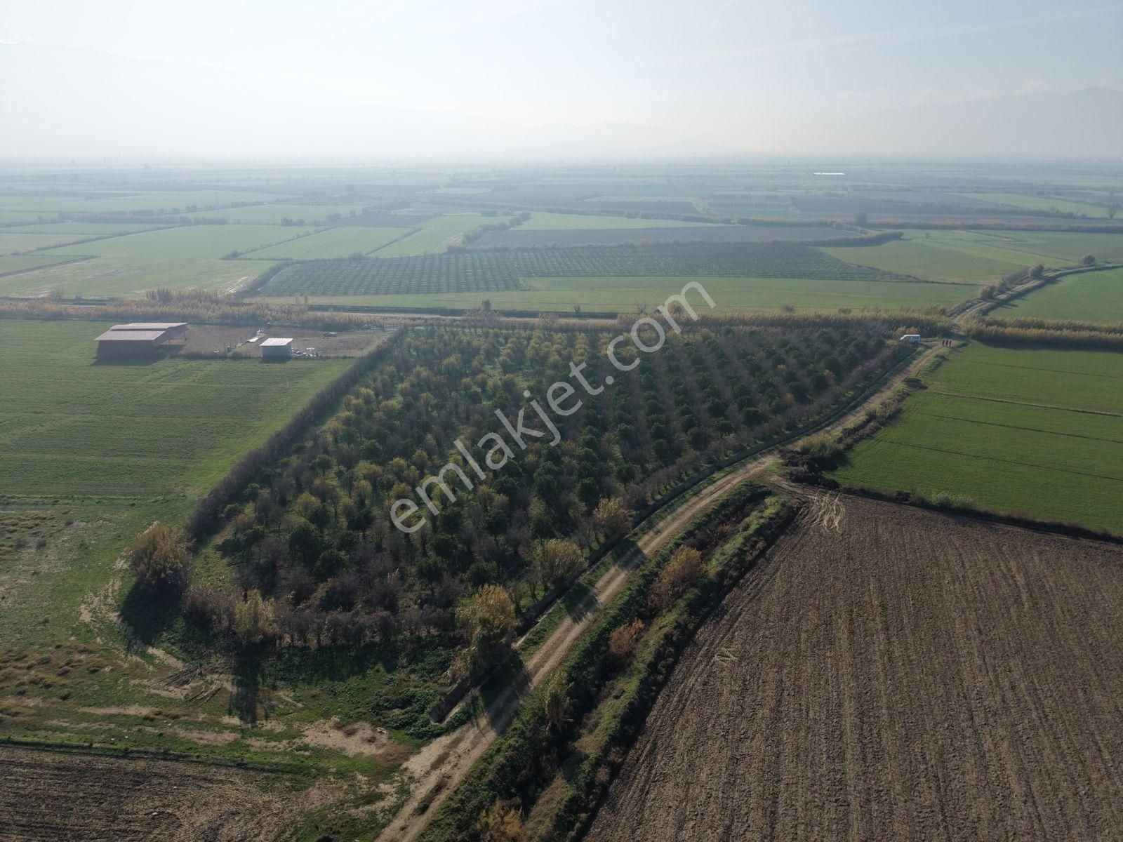 Şentürk Gayrimenkul | 10.984 M² Portakal Ve Nar Bahçesi | - Görsel 3