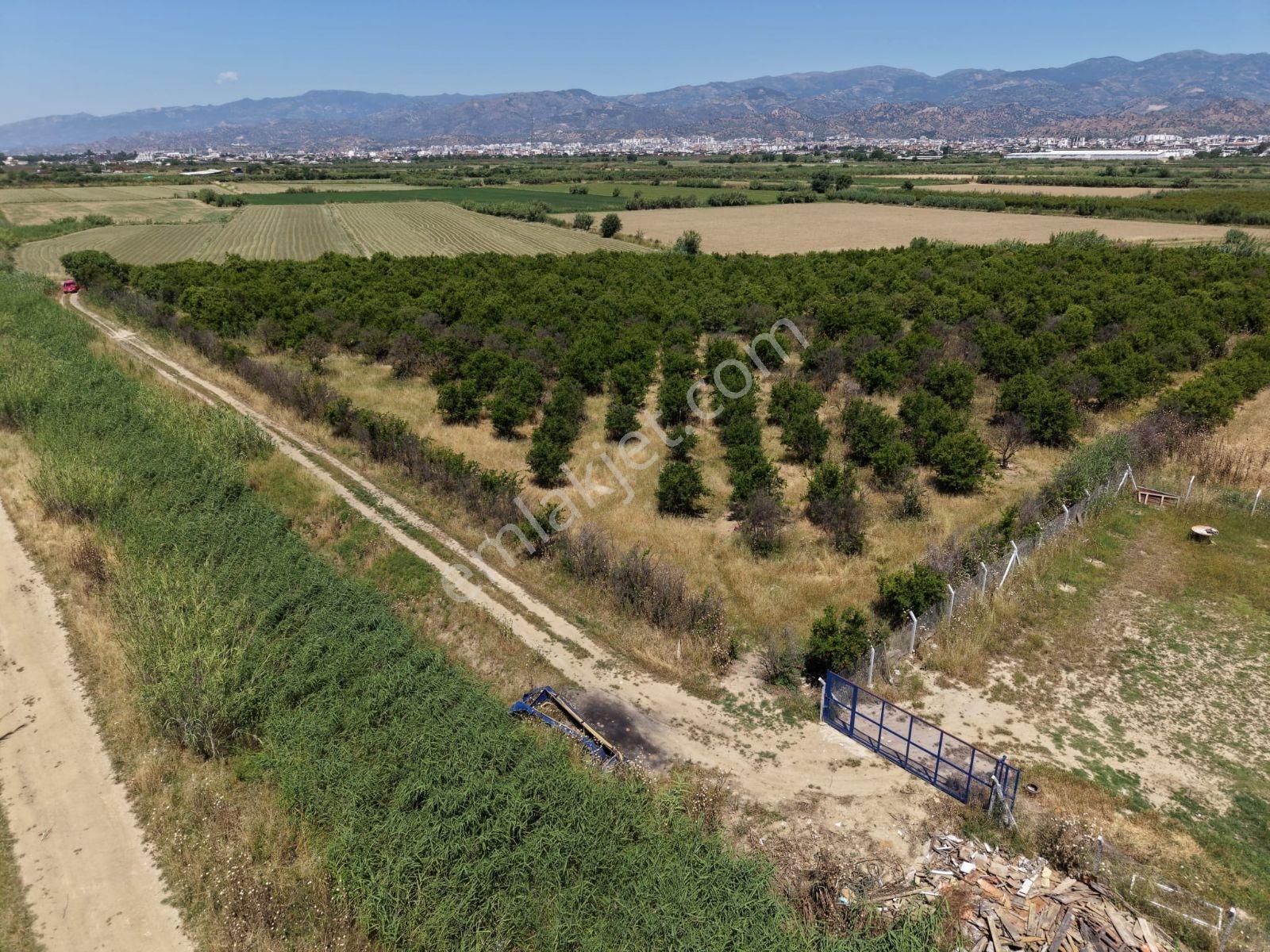 Şentürk Gayrimenkul | 10.984 M² Portakal Ve Nar Bahçesi |