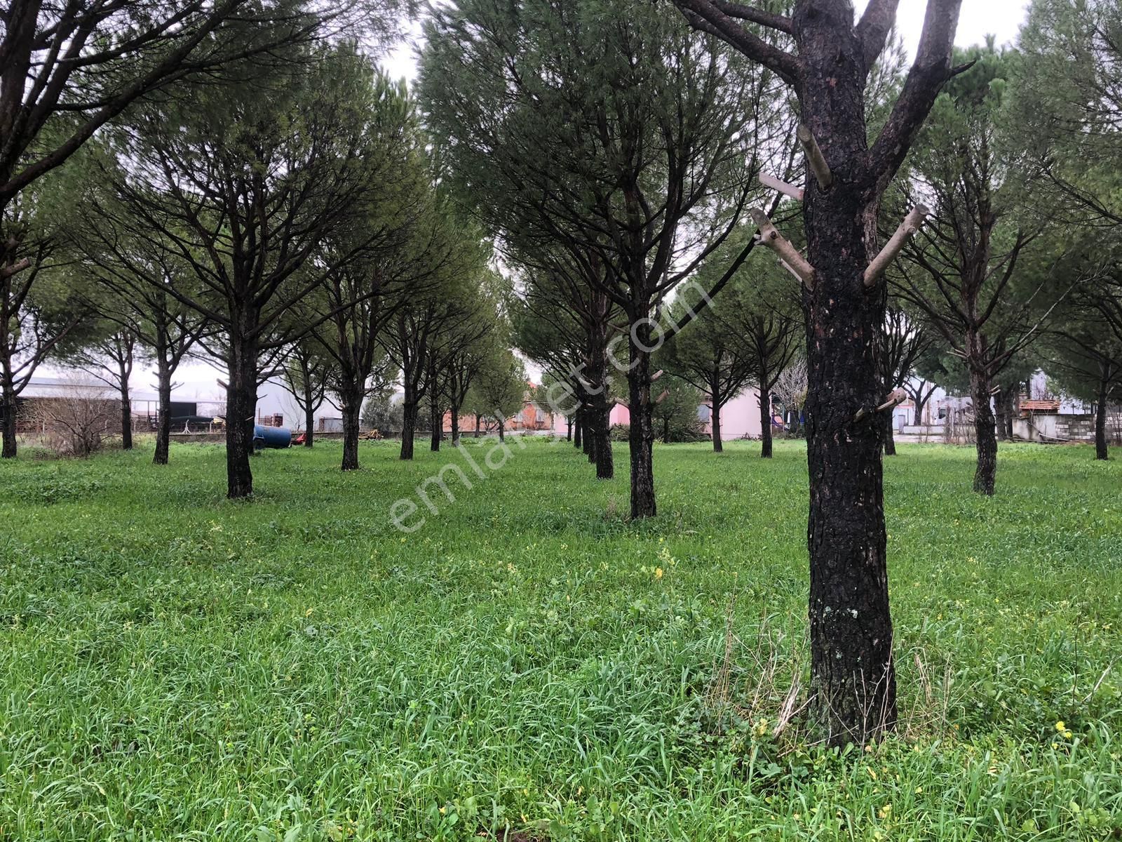 Dağıstan Mahallesi İmarlı Arsa