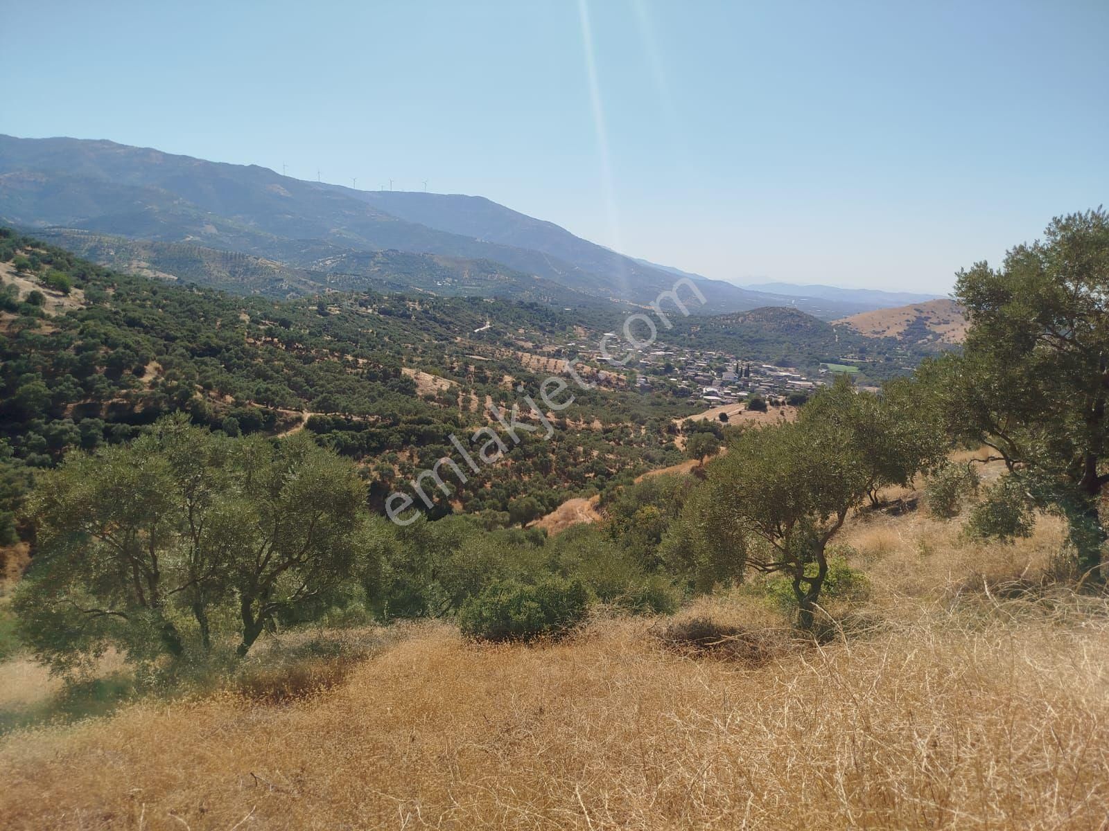 Satılık Tire Peşreflide İçinde Zeytin Ağaçları Olan Tarla