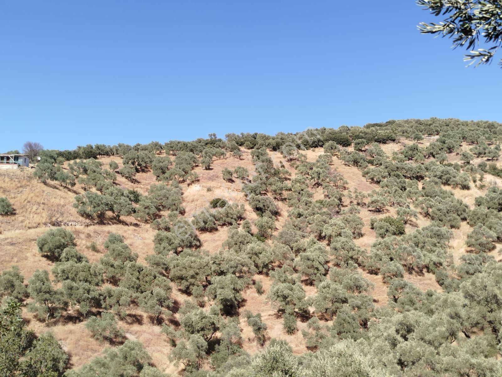 Satılık Tire Peşreflide İçinde Zeytin Ağaçları Olan Tarla - Görsel 3