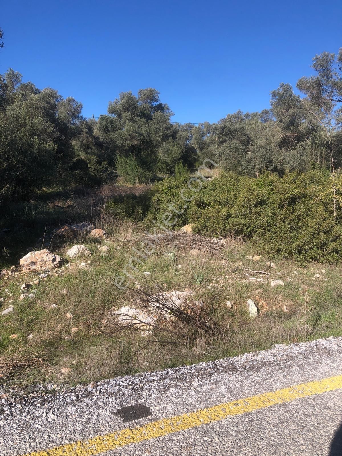 Milas Bozbük Te Yola Cephe 6072 M2 Satılık Zeytinlik - Görsel 8