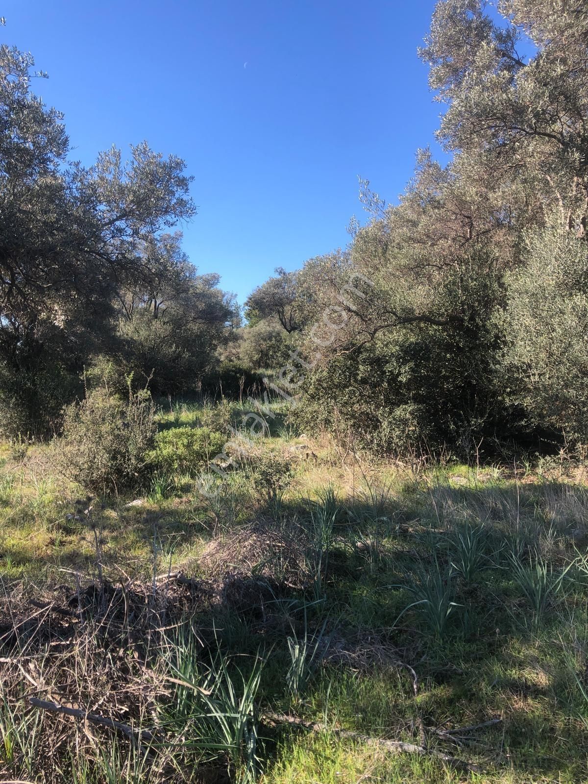 Milas Bozbük Te Yola Cephe 6072 M2 Satılık Zeytinlik - Görsel 7